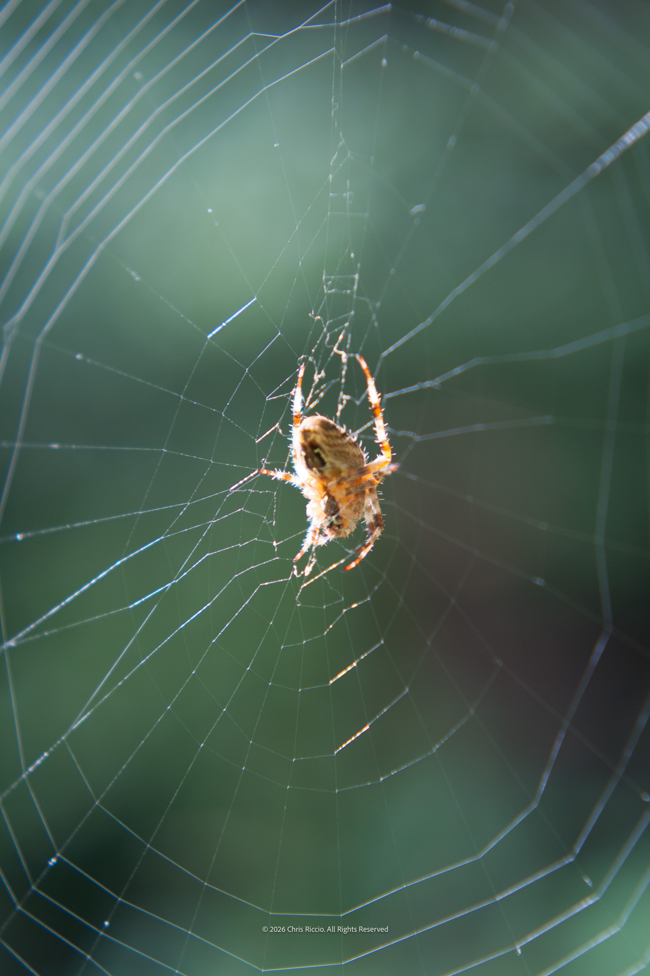 Caught in a web
